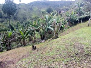 Foto 7 de Finca en Venta en la Vereda Chapa Baja, Barbosa