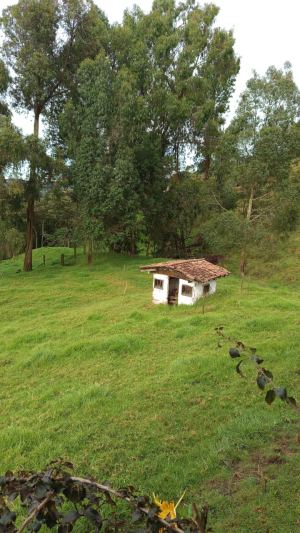 Foto 2 de Finca de 10.000 M² en Venta en San Pedro de los Milagros