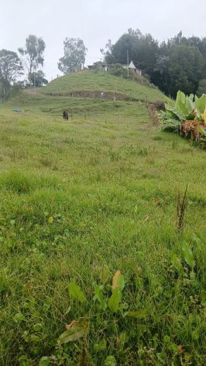 Foto 3 de Lote en Venta en San Pedro de los Milagros de 2600 M²