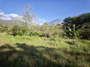 Foto 4 de Lotes en Sopetran Topografía Plana Vereda Tafetanes