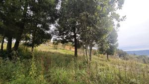 Foto 4 de Lote de 1.970 M² en Venta en la Vereda San Isidro, Guarne