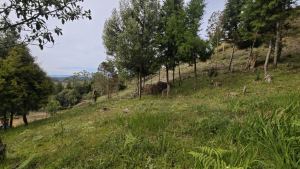 Foto 4 de Lote de 2.095 M² en Venta en la Vereda San Isidro, Guarne