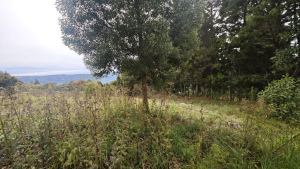 Foto 6 de Lote de 1.970 M² en Venta en la Vereda San Isidro, Guarne