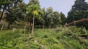 Foto 5 de Lote de 2.095 M² en Venta en la Vereda San Isidro, Guarne