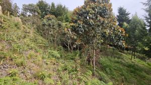 Foto 7 de Lote de 2.095 M² en Venta en la Vereda San Isidro, Guarne