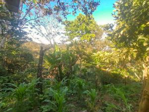 Foto 8 de Finca en Venta en la Vereda la Marquesa, Yolombó