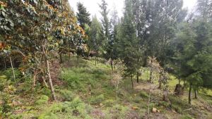 Foto 8 de Lote de 2.095 M² en Venta en la Vereda San Isidro, Guarne
