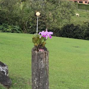 Foto 4 de Finca en Copacabana Vereda el Zarzal
