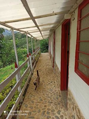 Foto 5 de Finca 43.000 M², 5 Alcobas, Vereda el Totumo, Girardota