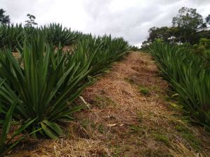 Foto 6 de Finca en Venta en San Roque de 32000 M²