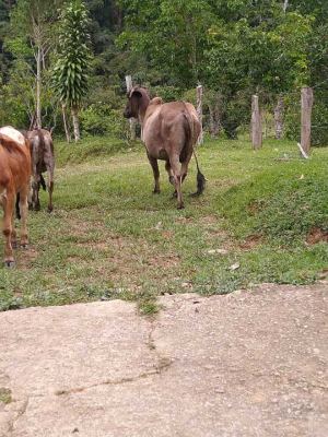 Foto 8 de Finca en Venta en San Roque de 32000 M²