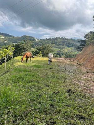 Foto 3 de Lote en el Peñol Vereda Pozo