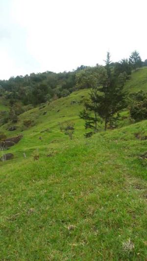 Foto 3 de Lote en Peñol Vereda Masetas
